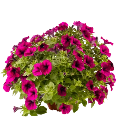 Flores anuales