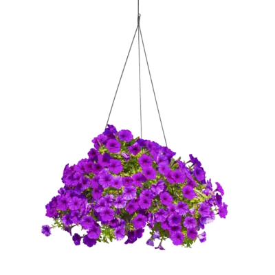 Cesta colgante