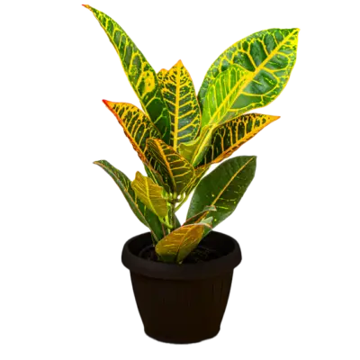 Plantas de interior