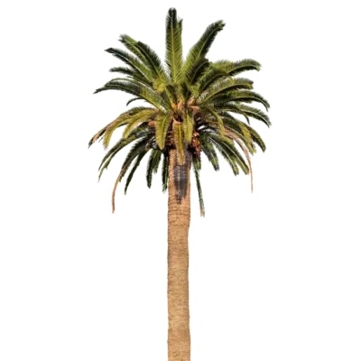 Palma