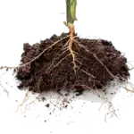 Grow bare roots with confidence using Horticultural Alliance products