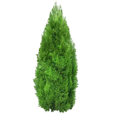 Arbusto perennifolio