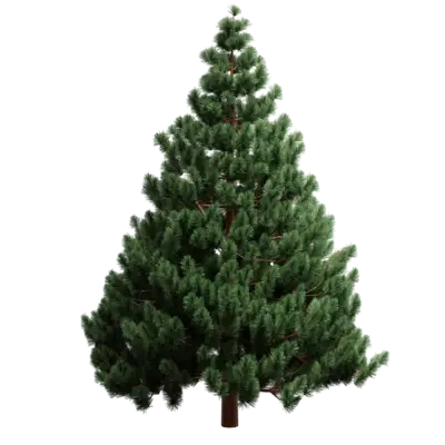 Árbol de hoja perenne