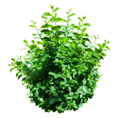 Arbusto