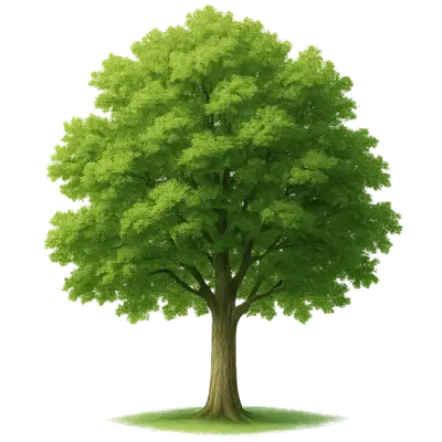 Árbol