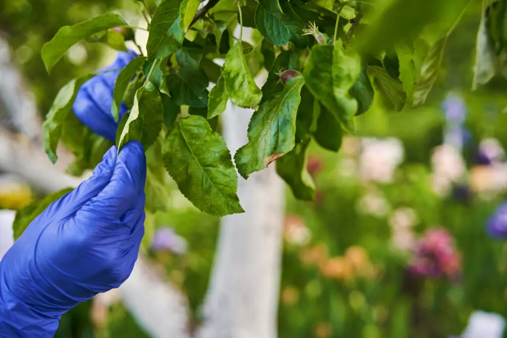 Revive Unhealthy Plants with Proven Solutions from Horticultural Alliance