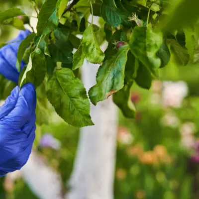 Reactivar plantas enfermas
