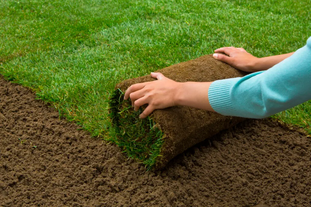 Strengthen Your Turf and Lawn for Long-Lasting Health