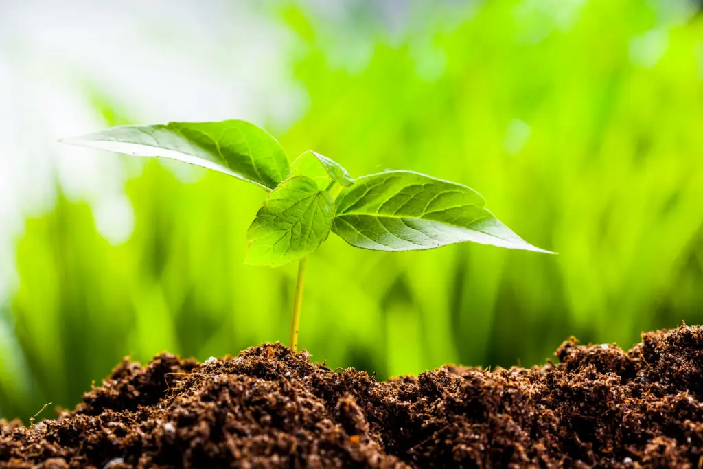 Boost Soil Life for Healthier Plants and Landscapes