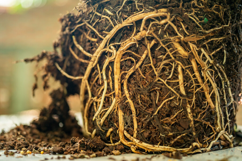 Fix Fungal and Root Problems for Healthier Plants - Horticultural Alliance